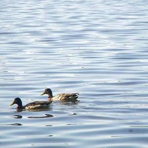 Meet your Posher, Awna